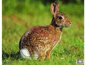 NC rabbit