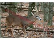 NC deer